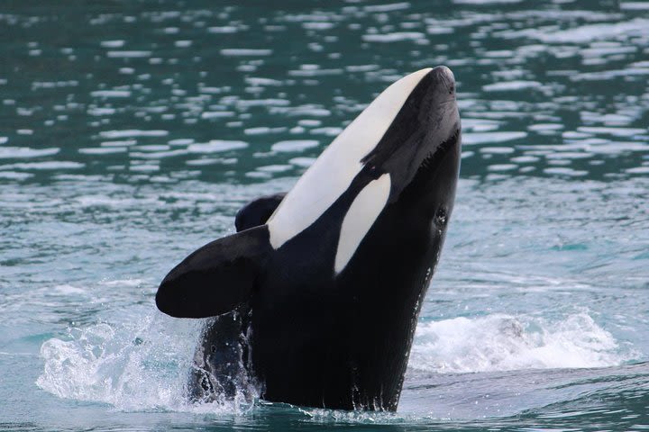 Kenai Fjords and Resurrection Bay Half-Day Wildlife Cruise image