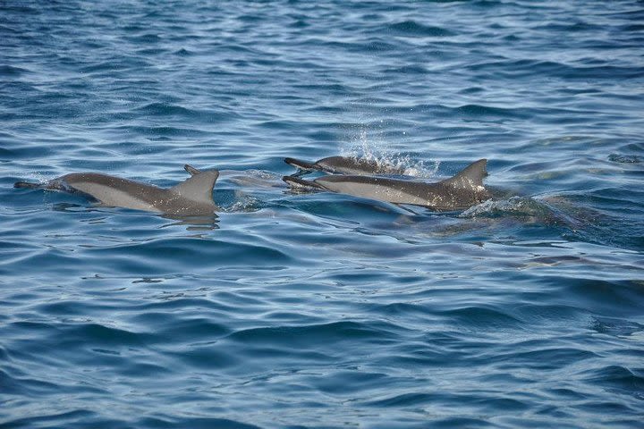 Day - Dolphin trip and Benitier Island with Lunch image