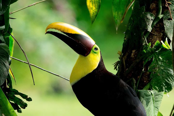 Deluxe Private Bird Watching Tour in Manuel Antonio image