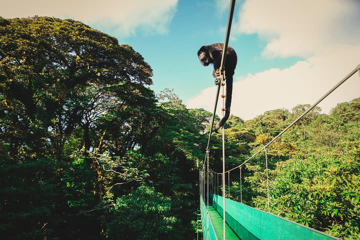 Sky Walk From Monteverde image