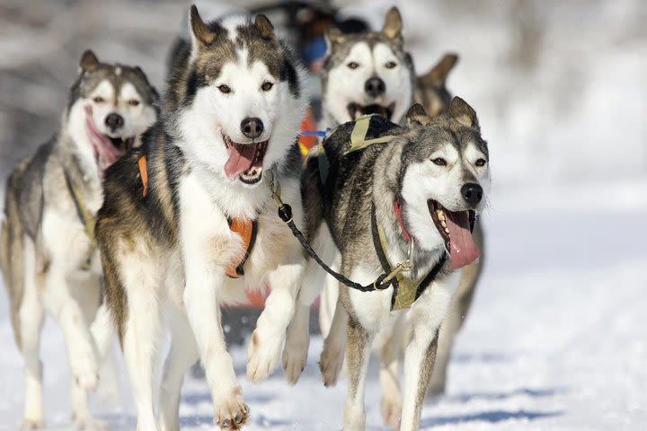 Husky Dog Sledding Tour From Riga image