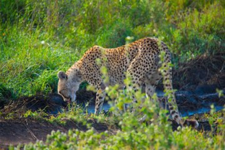 5 Days Lodge Safari. image