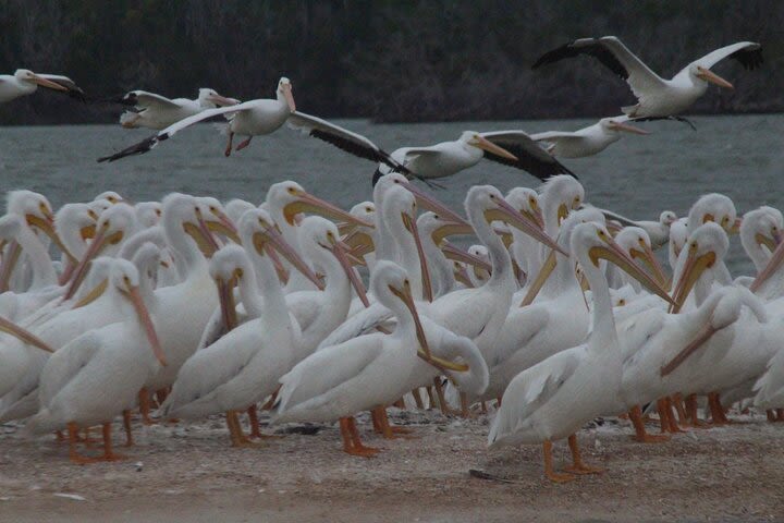 Everglades National Park Boating Expedition with Florida Master Naturalist Guide image