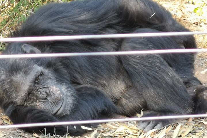 5-Day Private Safari Tour in Olpejeta, Lake Nakuru & Masai Mara with 4x4  image