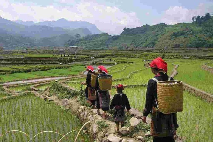 Sapa Private Car Tour - 1 Day Enjoy the Rice Terraced Fields image