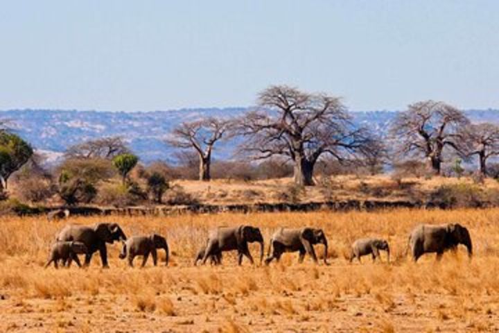 Private Full-Day Tarangire National Park Tour from Arusha image