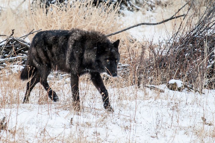 Private Yellowstone National Park Sightseeing Tour with Lunch image