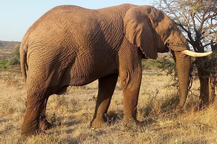 6 days maasai mara - Lake Nakuru - Amboseli breathtaking safari image