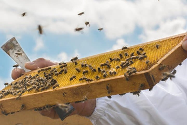 ADI Beekeeping: pioneers of Italian organic honey image