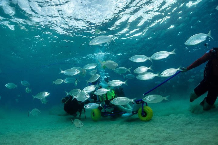 Sea Trek and Diving for handicaped people image