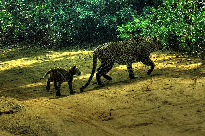 All inclusive private Safari at Yala National Park image