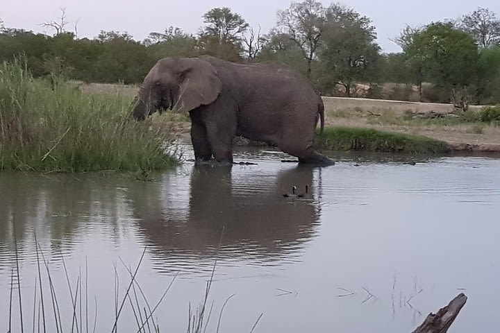 Kruger National Park Morning Game Drive from Hazyview image