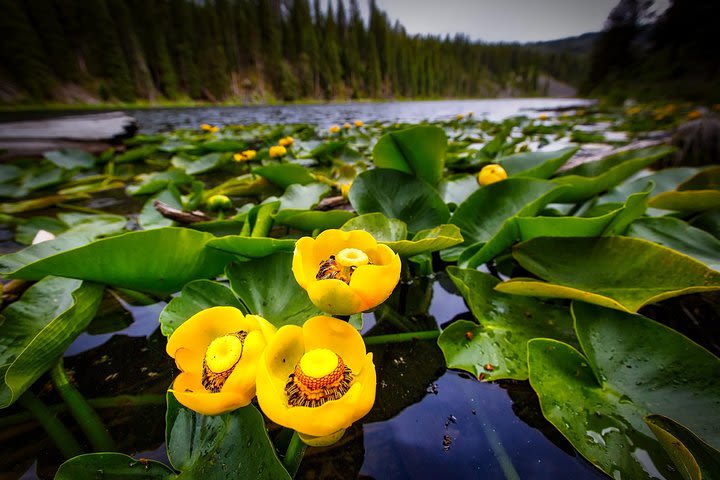 Three-Day Private Tour of Yellowstone & Grand Teton National Parks image