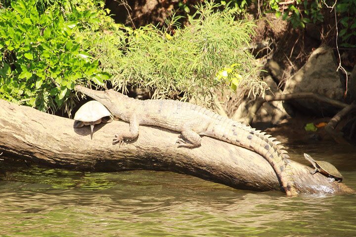 Kuranda Riverboat Sightseeing Cruise image