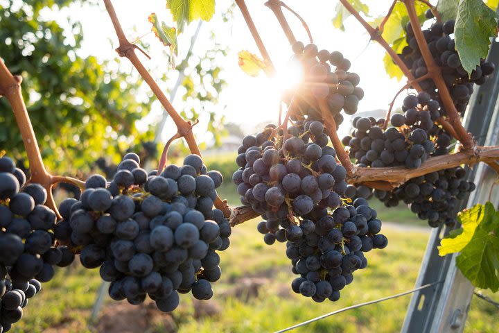 Horseback riding and wine tasting image