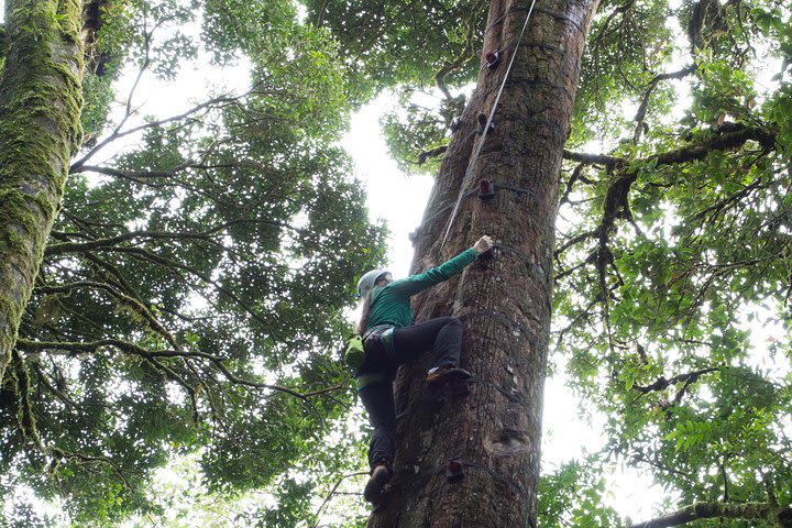 Sky Tram- Sky Trek & Arboreal Tree Climbing From Monteverde image