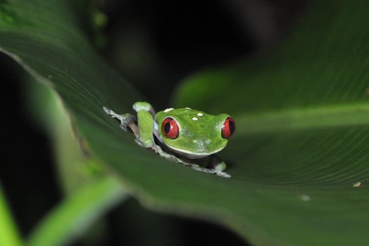 Corcovado National Park Overnight tour-One night at Sirena Station image