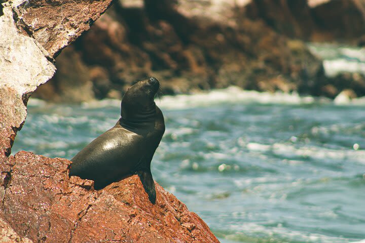 Paracas National Reserve & Ballestas Islands - from Lima (Small Group) image