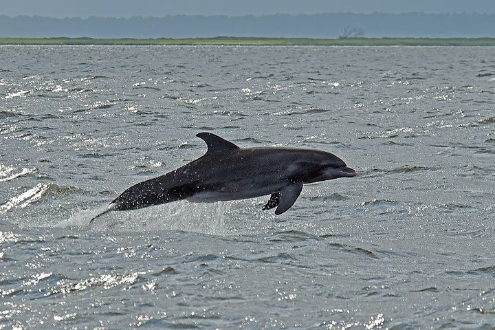 Jekyll Island Dolphin Tours image