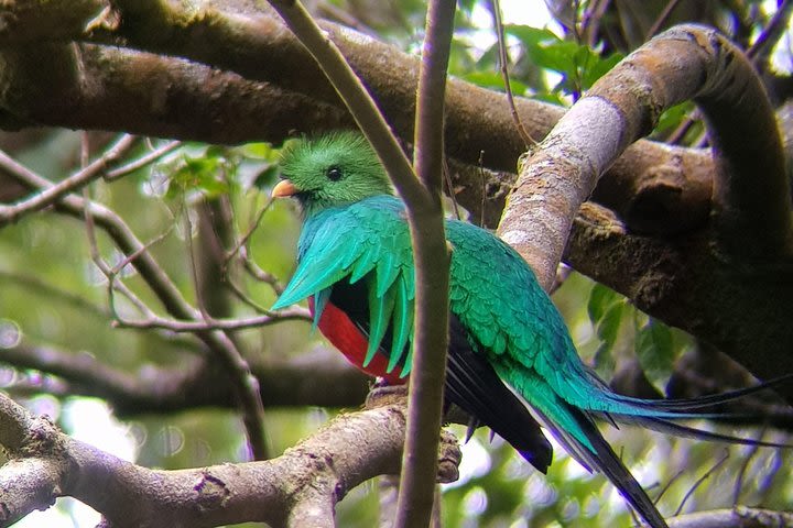 Bird Watching Monteverde image