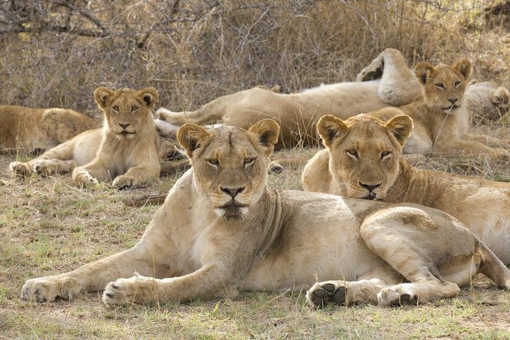 Big 5 Safari Experience at Pilanesberg National Park image