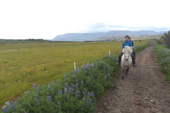 Private Horse riding tour from Reykjavík image