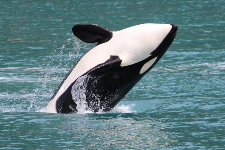 Orca Quest Cruise image