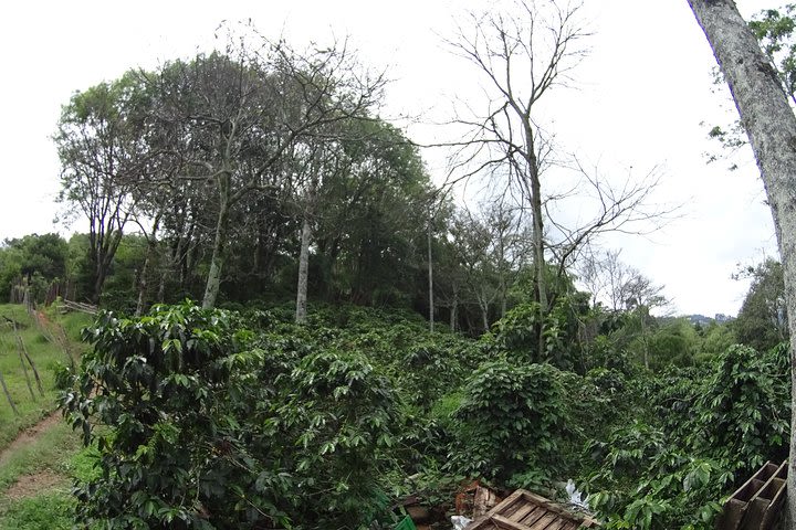 Coffee Experience - Coffee Tour in Medellin image