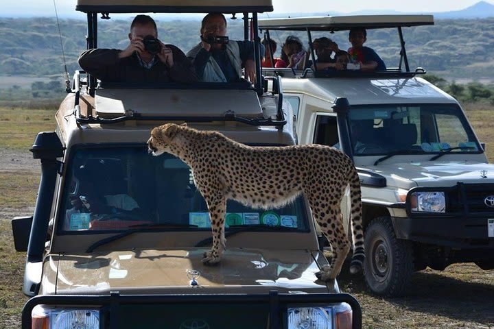 4-Days Adventure Camping Safari to Tarangire, Serengeti & Ngorongoro image