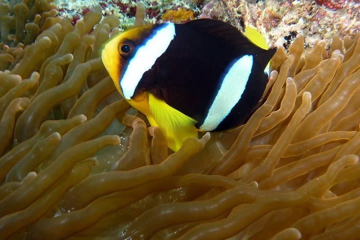 Snorkeling Safari image