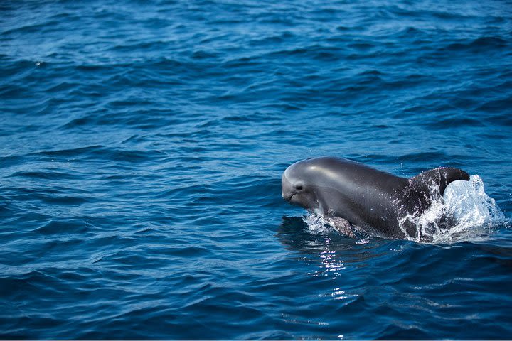 Combo Dolphin watching + Lobos Island from Corralejo image