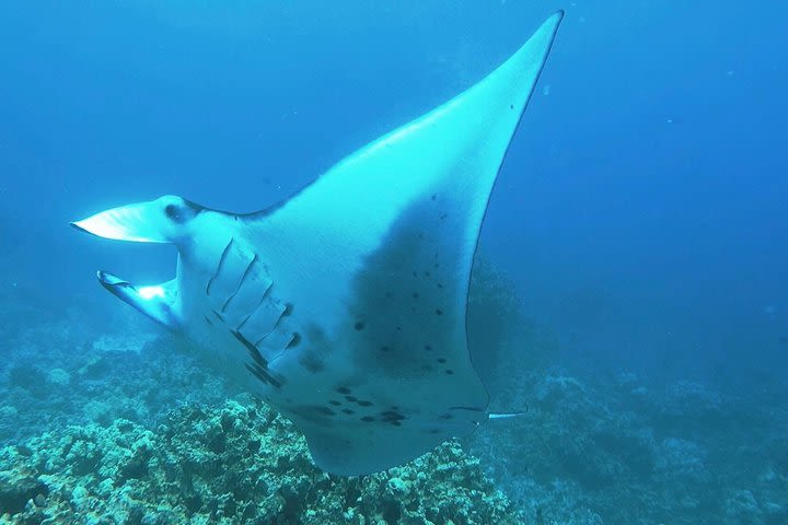 Manta Ray Night Snorkel Kona, Big Island image