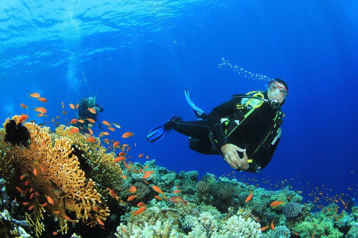 Discover Scuba Diving in a Protected Natural Bay image