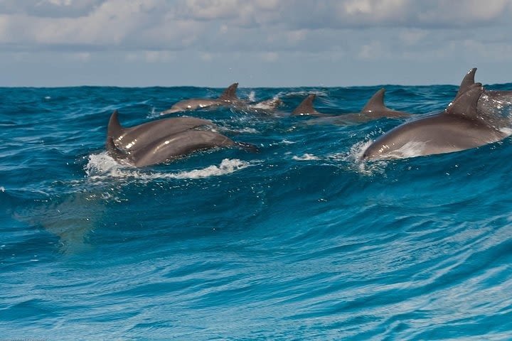 Snorkeling at Mnemba Island Atoll - Private Tour image