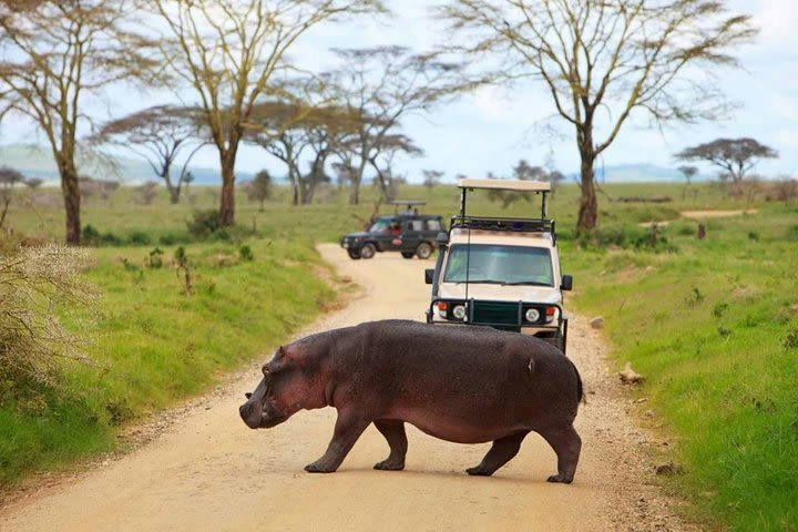 Limited time to Mikumi National Park - Day trip image