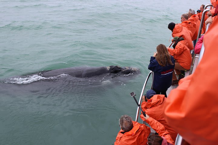 Marine Big 5 Safari from Cape Town image