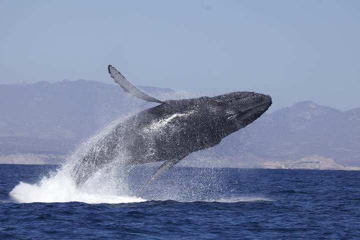 Zodiac Whale-Watching Adventure in Los Cabos image