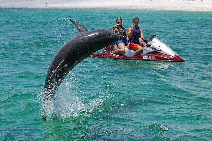 Crab Island Dolphin Jet Ski Adventure  image
