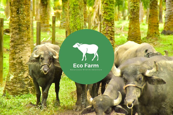 Eco Farm Tour with Water Buffalos image