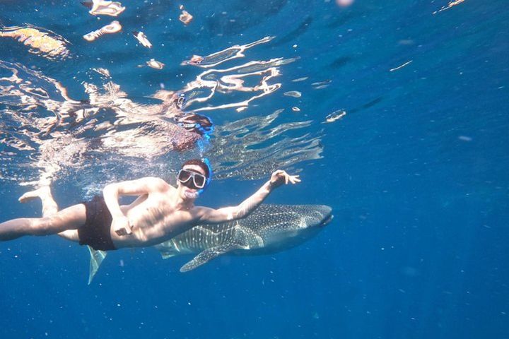 Cebu Whalesharks, Sumilon Whitesand & Kawasan Waterfalls image