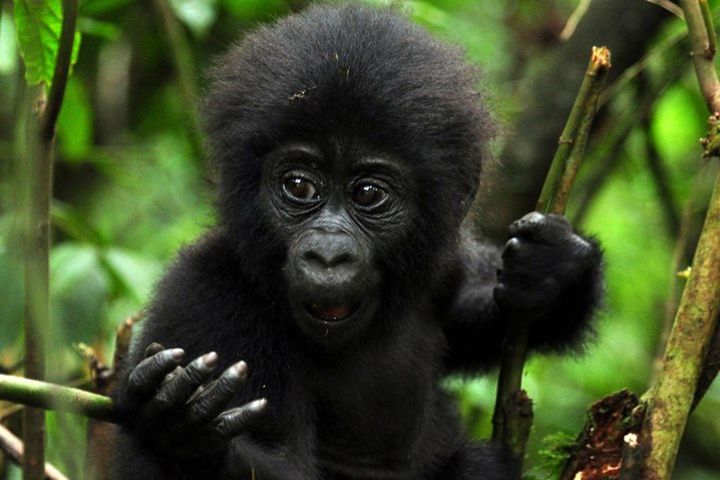 5 days gorilla & Wildlife safari in Uganda image