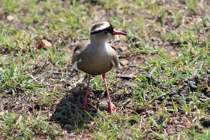 Private Day Trip To Tarangire National Park image