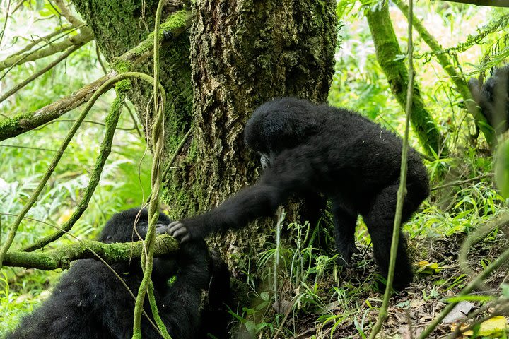 4 Day Most Popular Gorilla Trekking Tour in Rwanda image