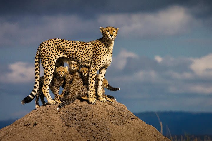 7-Day Safari Tour of Kenya from Nairobi with Accommodation image