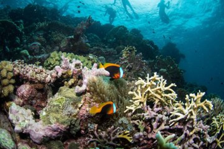 Passions of Paradise Great Barrier Reef Snorkel and Dive Cruise from Cairns by Luxury Catamaran image