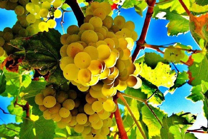 Coastal E-Bike Wine Tasting Tour image