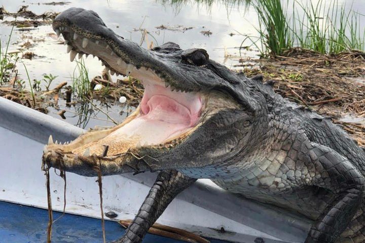 Private New Orleans Airboat Adventure for 1-8 Passengers image