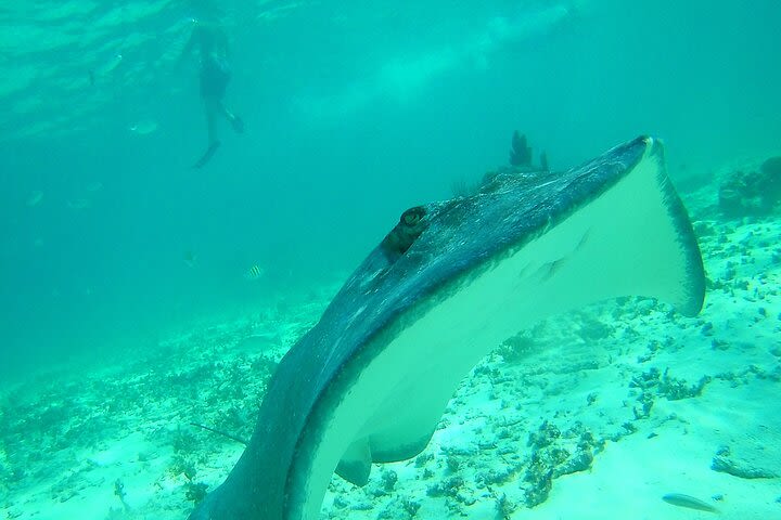 Private Snorkeling and Swimming Experience in Akumal image