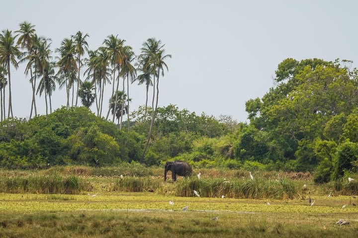 Kumana National park Full day safari  image