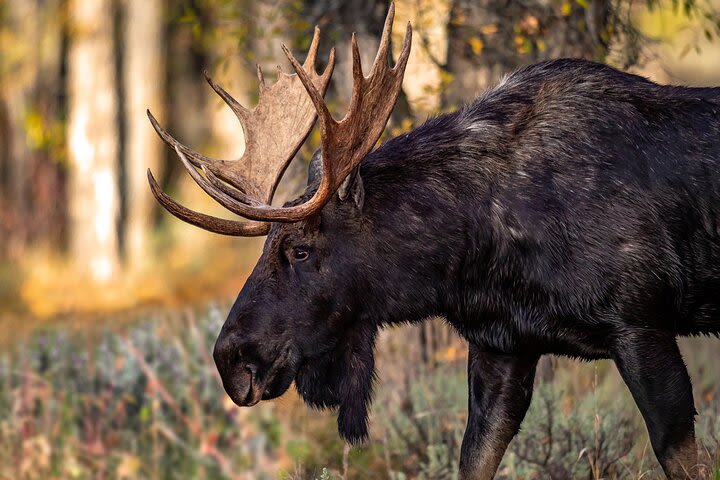 Grand Teton National Park Tour from Jackson Hole image